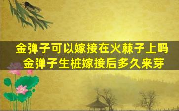 金弹子可以嫁接在火棘子上吗 金弹子生桩嫁接后多久来芽